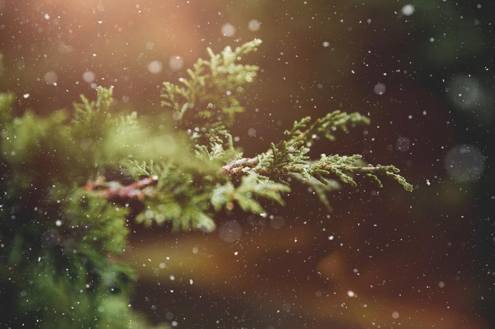 Close-up of evergreen leaves with falling snow.