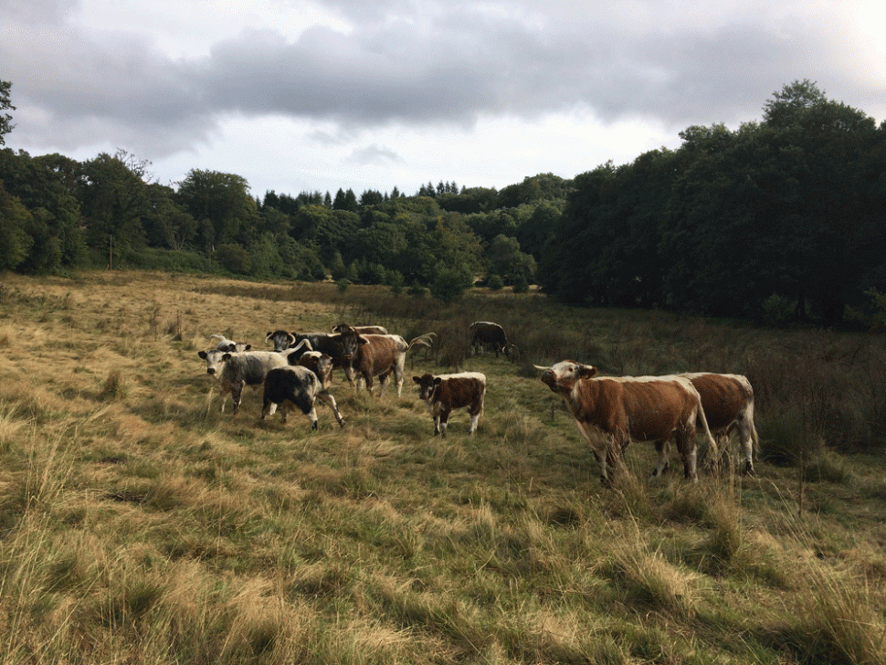 Traditional breed cattle is used to graze the grassland within the enclosure