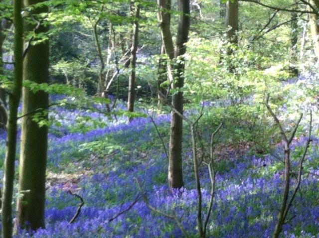 Bluebells
