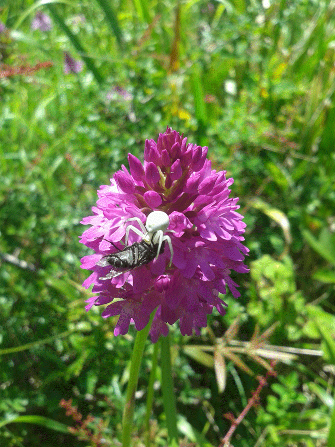 Crab spider eating a fly on pyramidal orchid