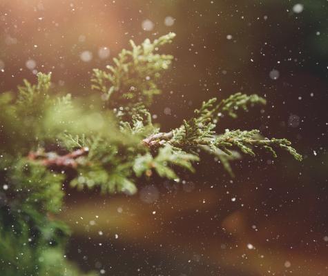 Close-up of evergreen leaves with falling snow.