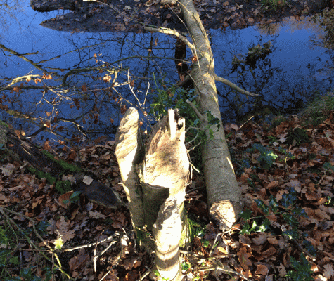 Evidence of beaver activity in this gnawed tree stump