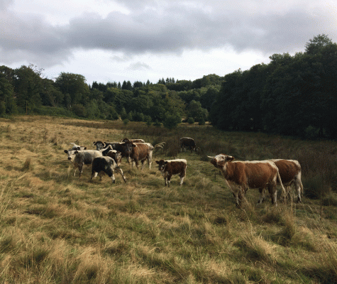 Traditional breed cattle is used to graze the grassland within the enclosure