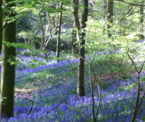 Bluebells