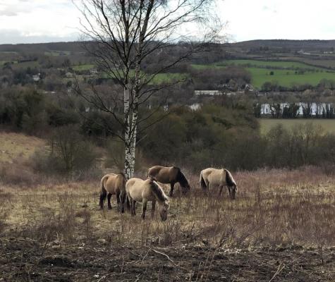 Grazing horses