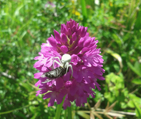 Crab spider eating a fly on pyramidal orchid