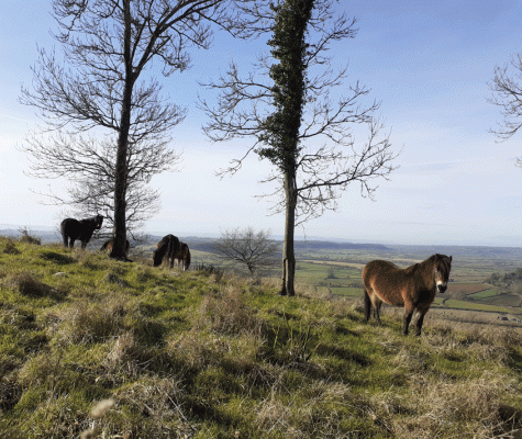 Three ponies on grassland with two winter trees