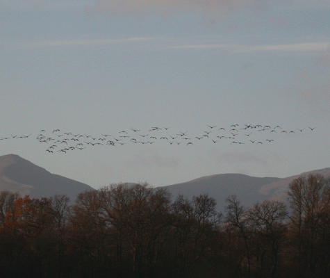 Geese in flight above loch lomond