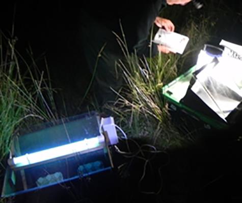Beavers at night