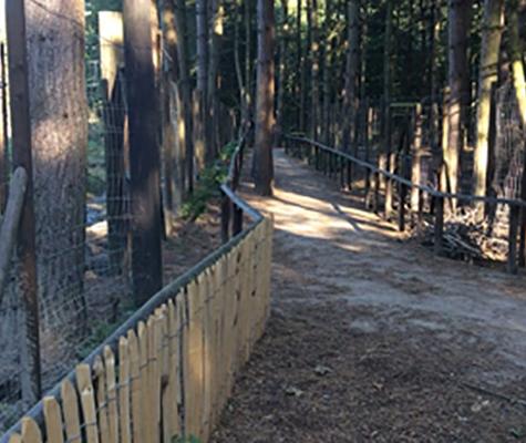 Woodland walk