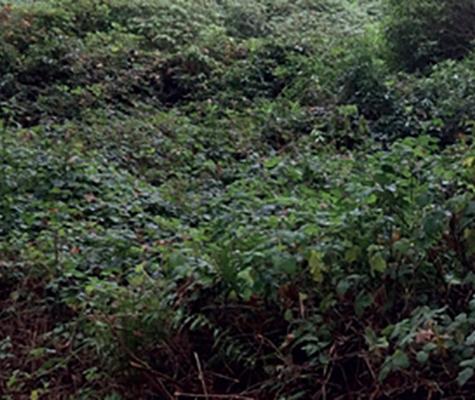 Overgrowth