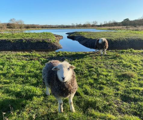 Sheep grazing near new scrape