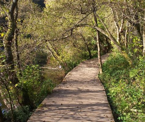 Boardwalk in disrepair