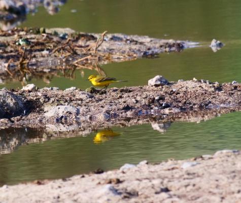 Yellow Wagtail